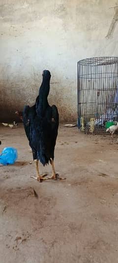 black Shamo hens age 13 months old