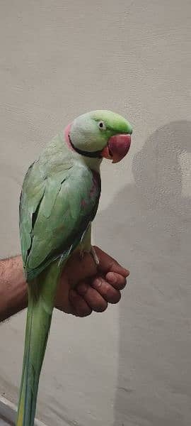 raw parrot 1