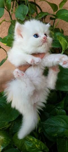 Persian kittens ready for new home