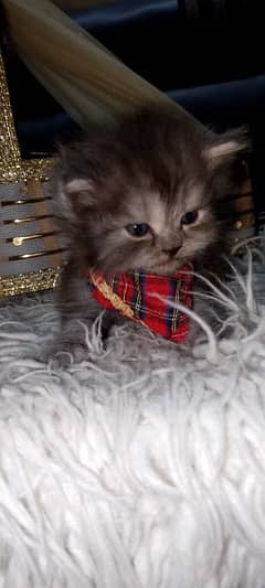 Persian kittens ready for new home
