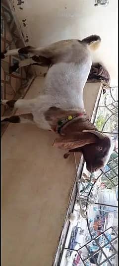Goat / Bakra / 2 Dant / Bakra for sale / 0