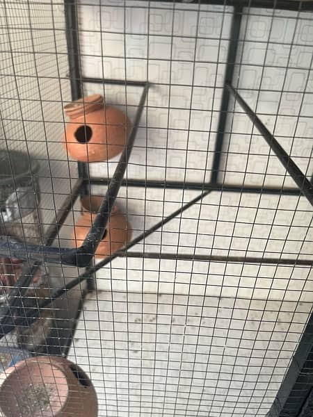 Cage |for Parrots  | High quality profile pipe | With Iron stand | 4ft 11