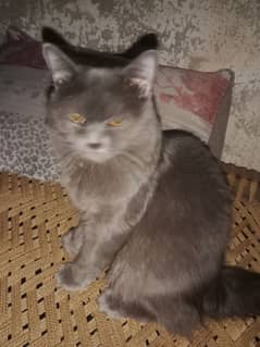 Persian triple coated grey colour female or brown red male age 10 mnth