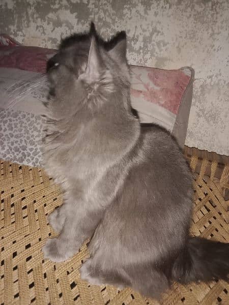 Persian triple coated grey colour female or brown red male age 10 mnth 2