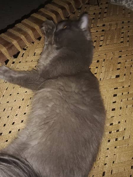 Persian triple coated grey colour female or brown red male age 10 mnth 3