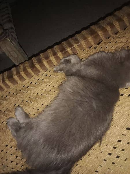 Persian triple coated grey colour female or brown red male age 10 mnth 4