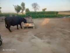 buffalo,Cow