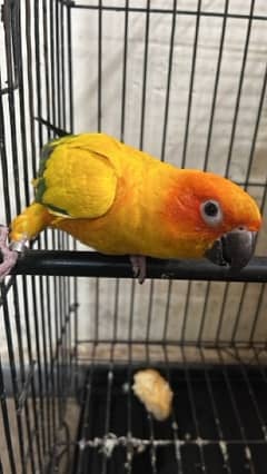 sunconure bounded ready to breed pair