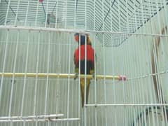 Swinson Lorikeet Parrot | Age 4 months | Hand Tamed & Fully Active