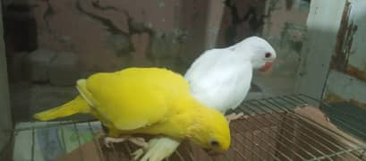 yellow and white ringneck chicks