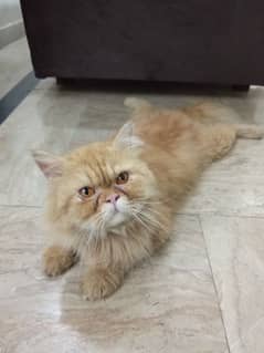 Persian Male Cat Available triple coated