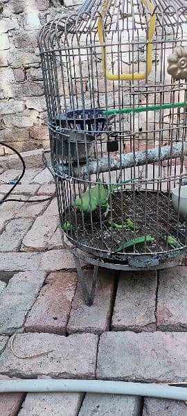 ringneck female 1