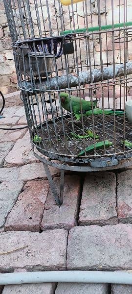 ringneck female 2