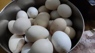 pure desi eggs for sale