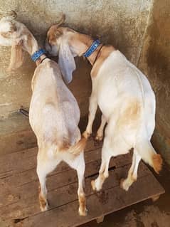 GOAT FOR SALE 1 YEAR COMPLETE