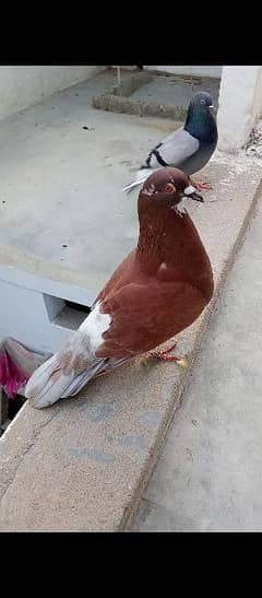Gola pigeon