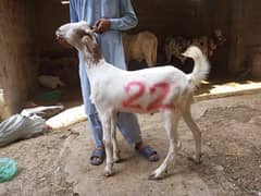 bakre goats