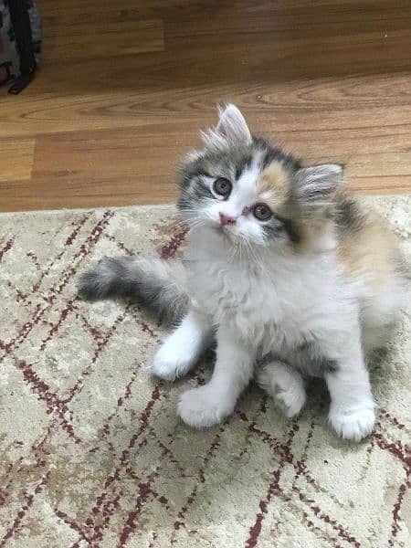 Persian cats for sale 7