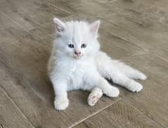 Persian kitten / 5 weeks old white kitten