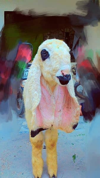 sheep | kajla chatra | كجلا چھترا 0