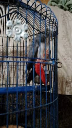 Gray parrot 0