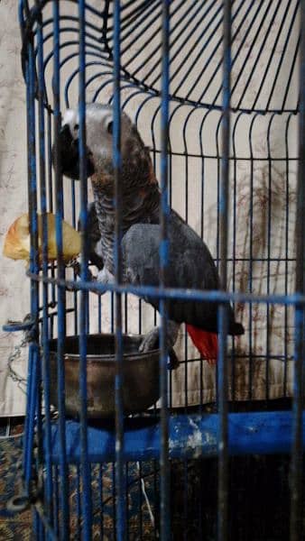 Gray parrot 3