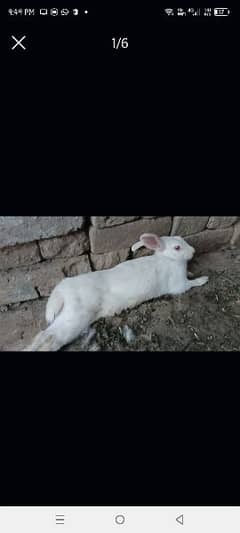 white rabbits females for sale