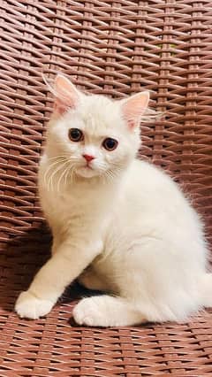 male pure white fluffy kitten
