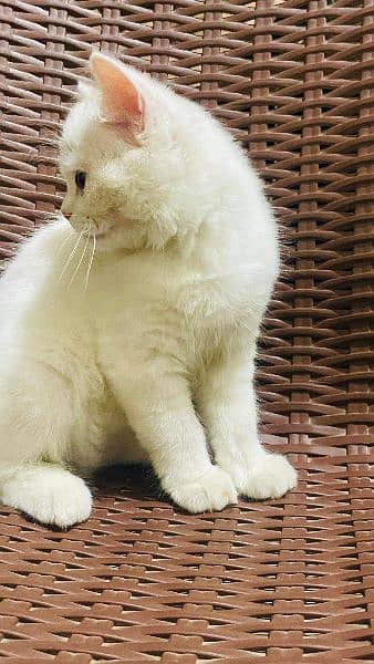 male pure white fluffy kitten 2