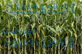 3 Acres Maiz for sileage near qadir pur ran sowing date 05-02-24