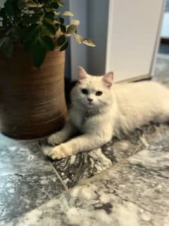 Female Persian Cat Near To Heat For Sale