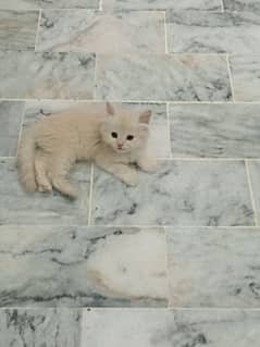 Persian kitten healthy and fluffy