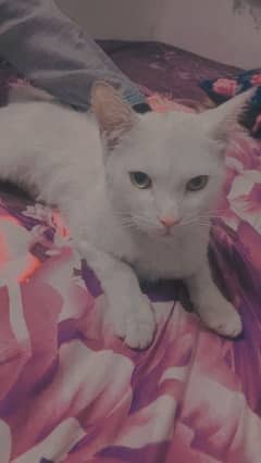 white cate golden eyes
