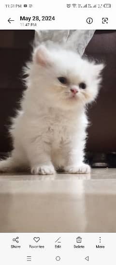panch face kitten for sale white