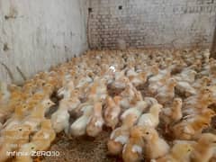 Bovans Brown 20 days  chicks for sale