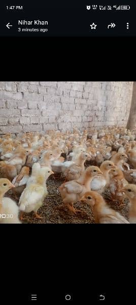 Bovans Brown 20 days  chicks for sale 1