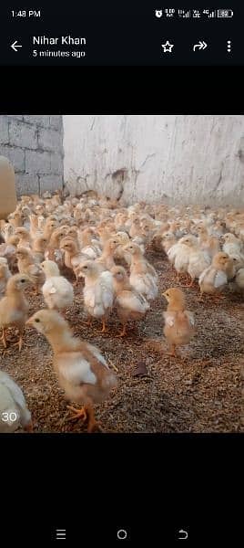 Bovans Brown 20 days  chicks for sale 2