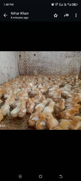 Bovans Brown 20 days  chicks for sale 3