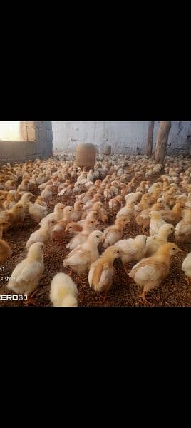 Bovans Brown 20 days  chicks for sale 4