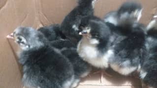 australorp heritage chicks for sale