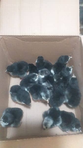 australorp heritage chicks for sale 1