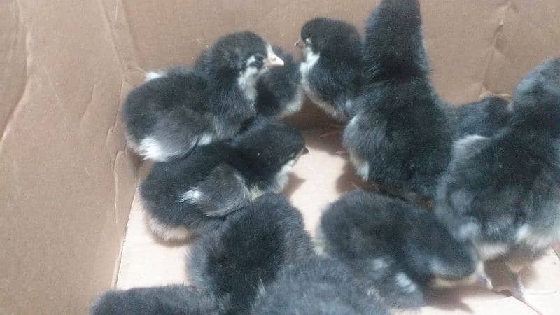 australorp heritage chicks for sale 2