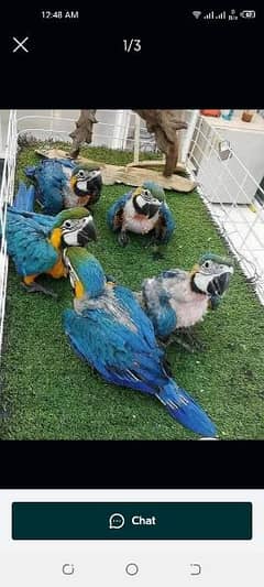 blue macaw parrot chips for sale 0336*062*26*17
