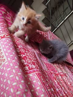 Persian kitten pair for sale age 45 days