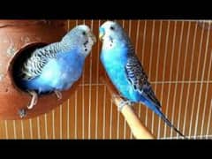 Budgie parrots pair , male and female