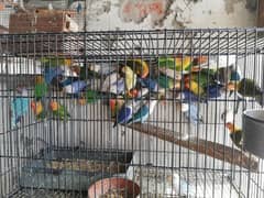 QUALITY birds in Lahore cargo avaliable 0.3. 0.8. 4.8. 8 8.6 9.0