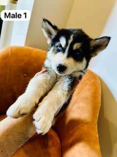 HUSKEY Pup Available for more info whatsapp#0311/363/27/82
