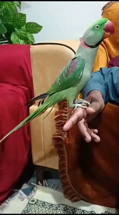 3 year raw parrot for sale