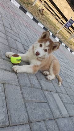 Huskey Puppy For Sale