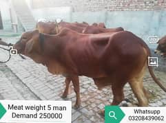 Sahiwal bull for qurani 0